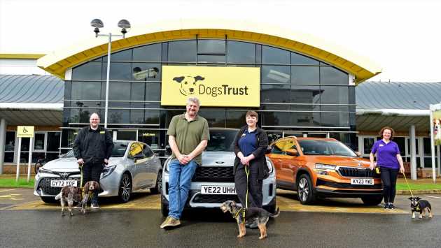Carrying dogs in cars: UK laws and expert advice for a happy dog